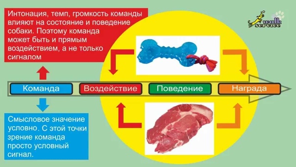 дрессировка