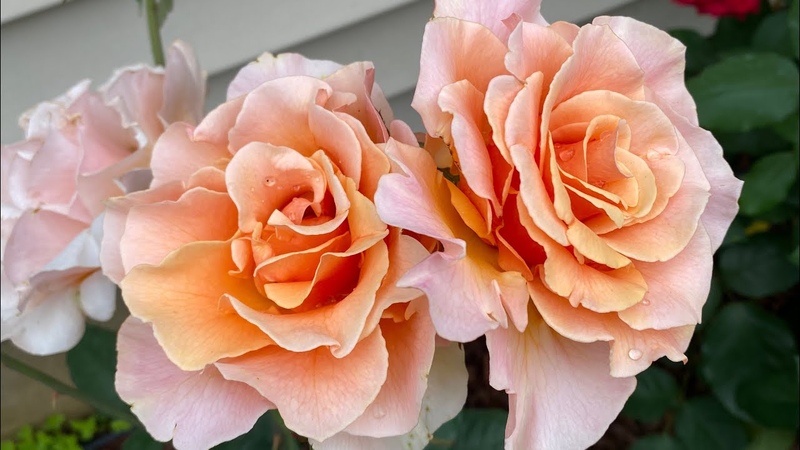 королева цветов