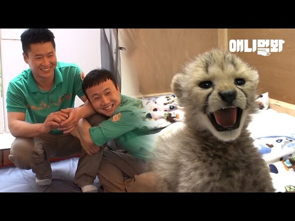 Дикие кошки