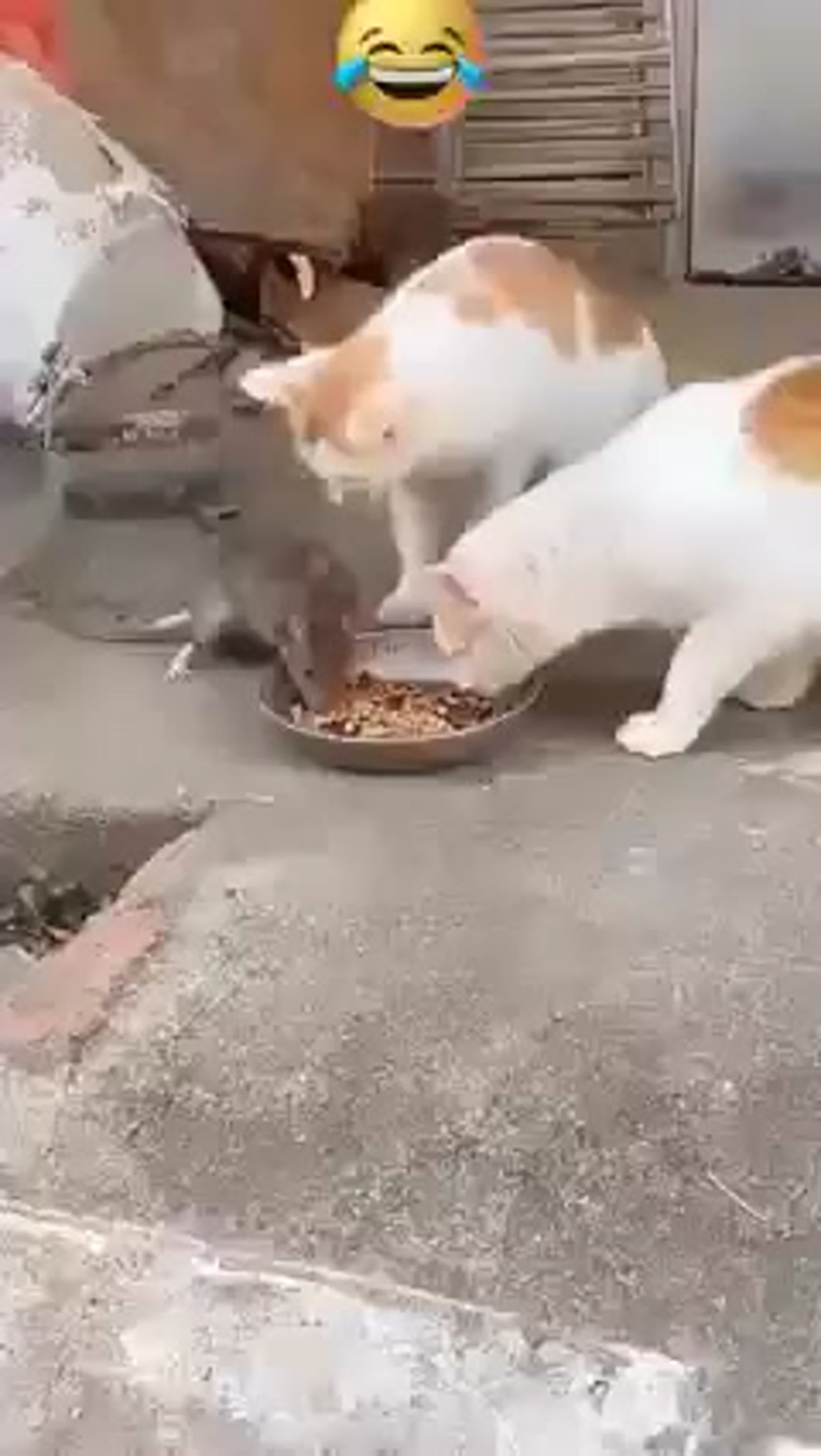 Котики
