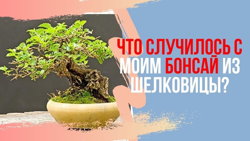 Бонсай шелковица