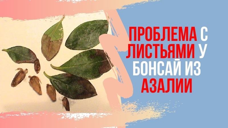 Азалия и фикус