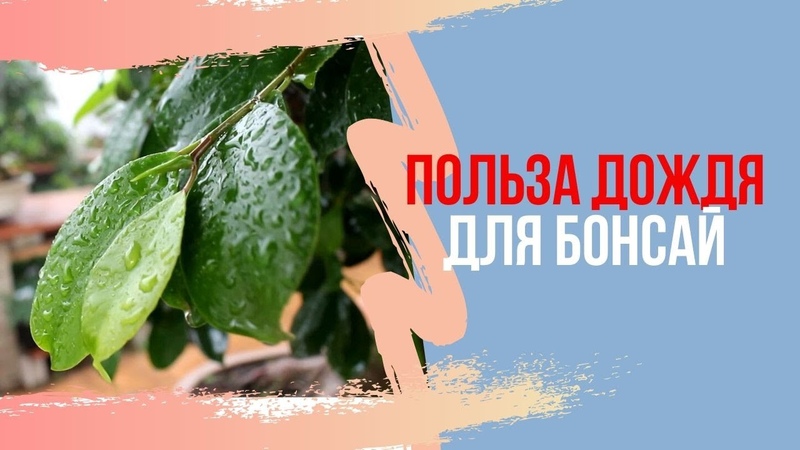 Бонсай времена года