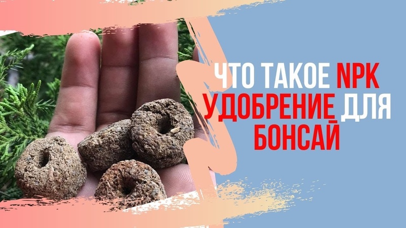 Уход и советы за бонсай