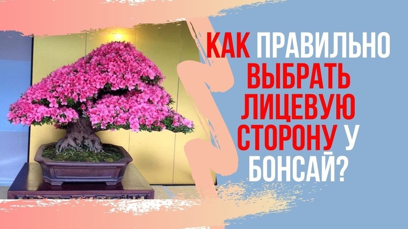Формирование бонсай