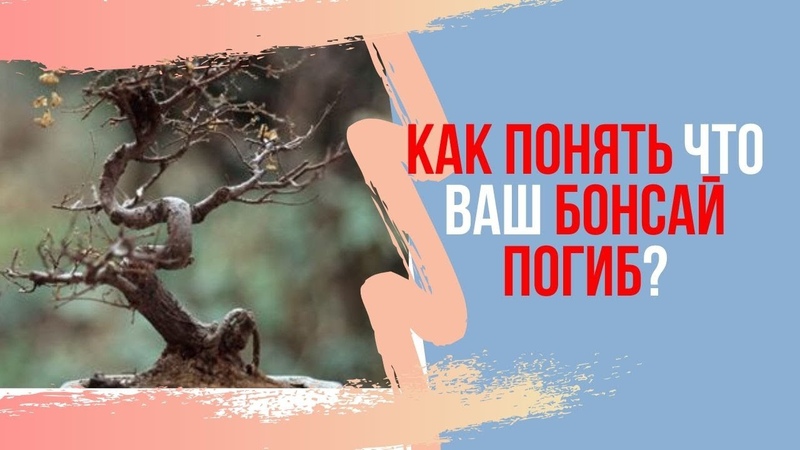 Бонсай для начинающих