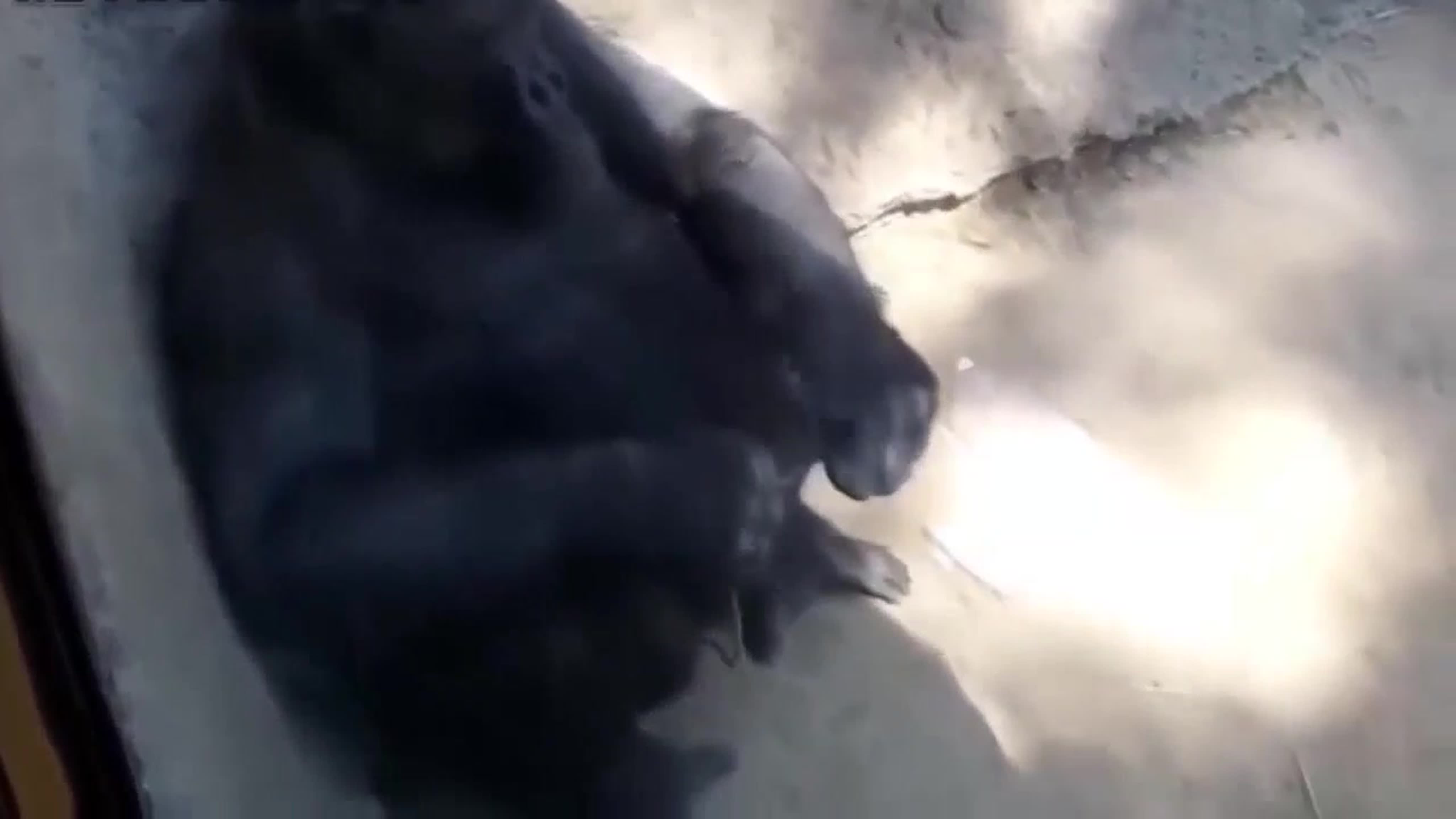 Смешное видео