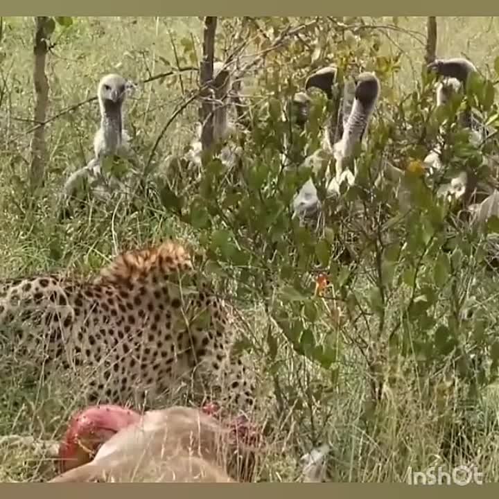 Животный мир