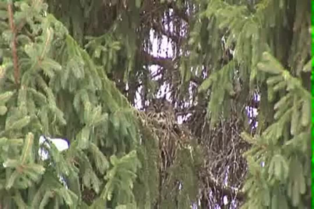 Идут белые снеги