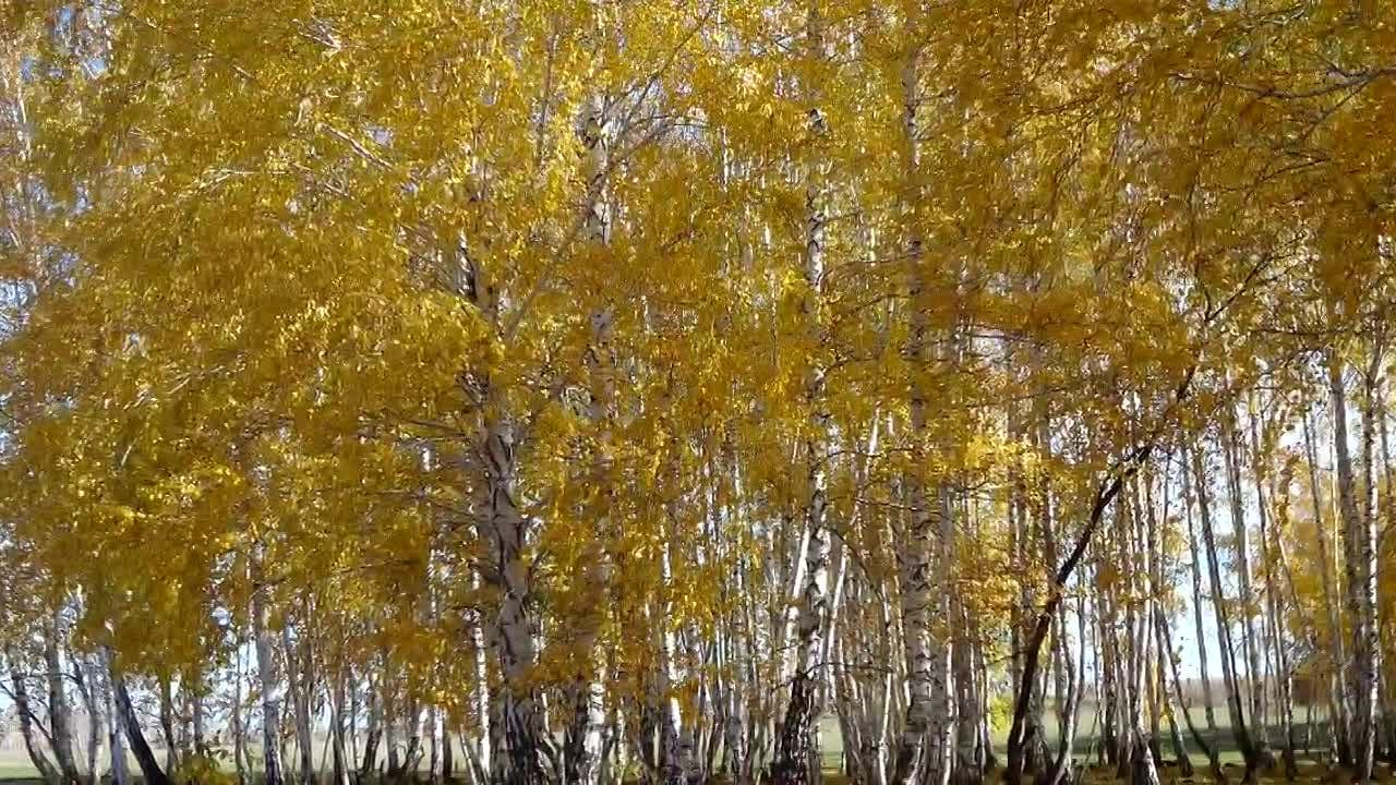 Братья Радченко