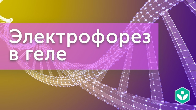 Генетика человека
