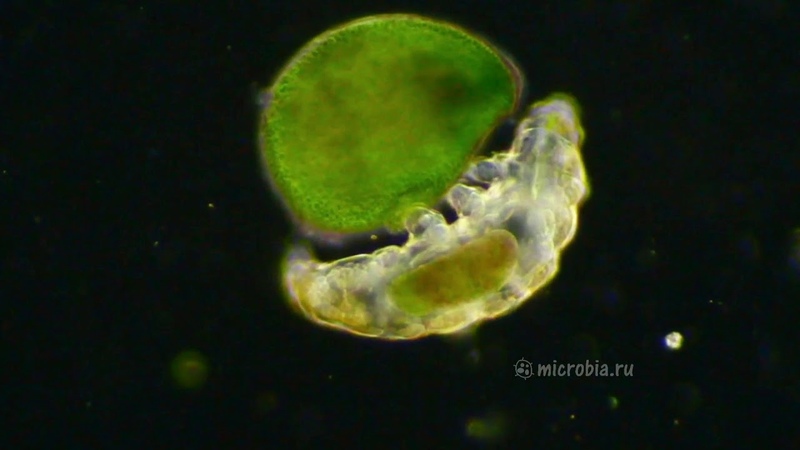 Наглядная микробиология от канала Microbia