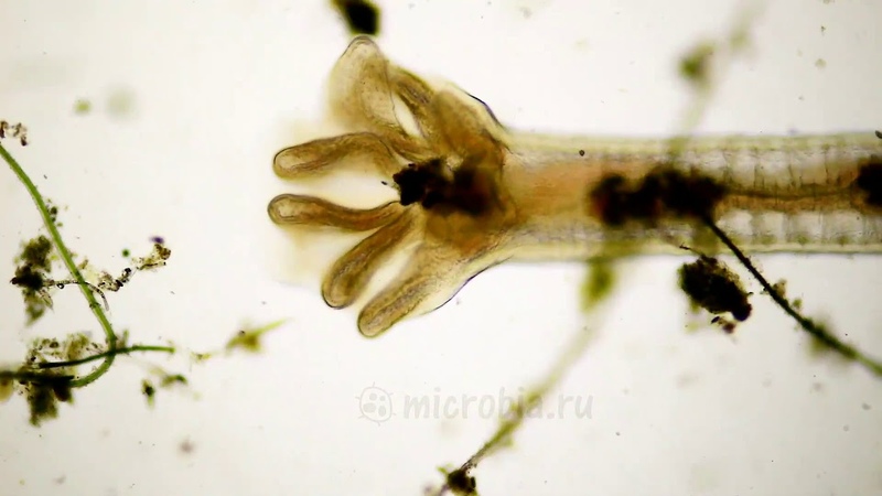 Microbia