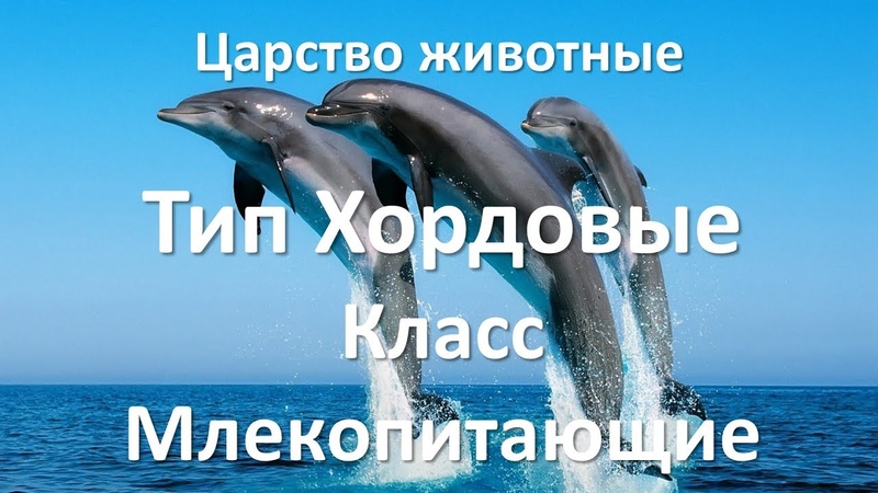 Зоология 7 класс (Гамбарян)