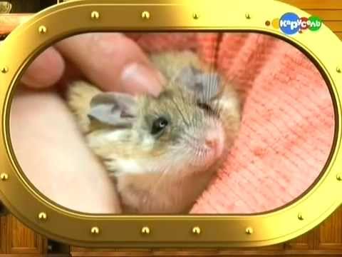 Жизнь замечательных зверей