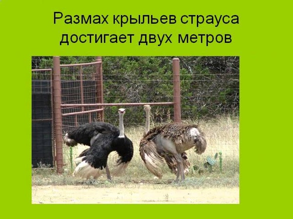 Презентации
