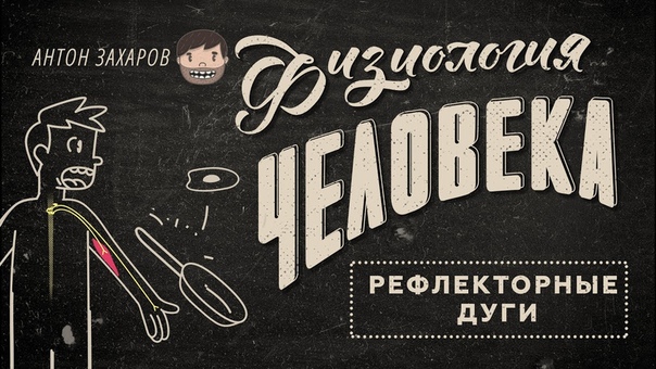 Физиология человека