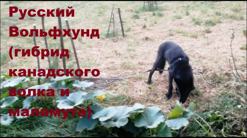 Разное