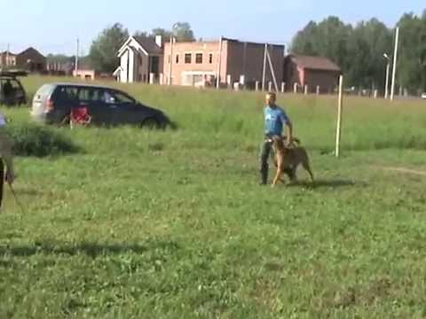 Сдача испытаний