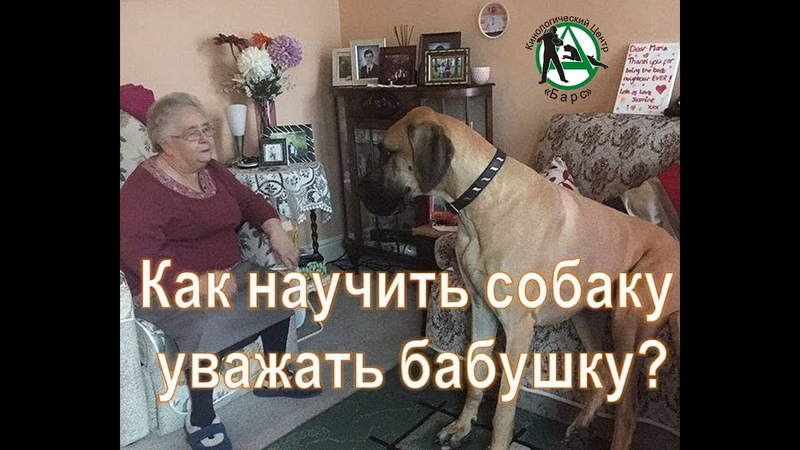 Обучающие ролики по дрессировки собак
