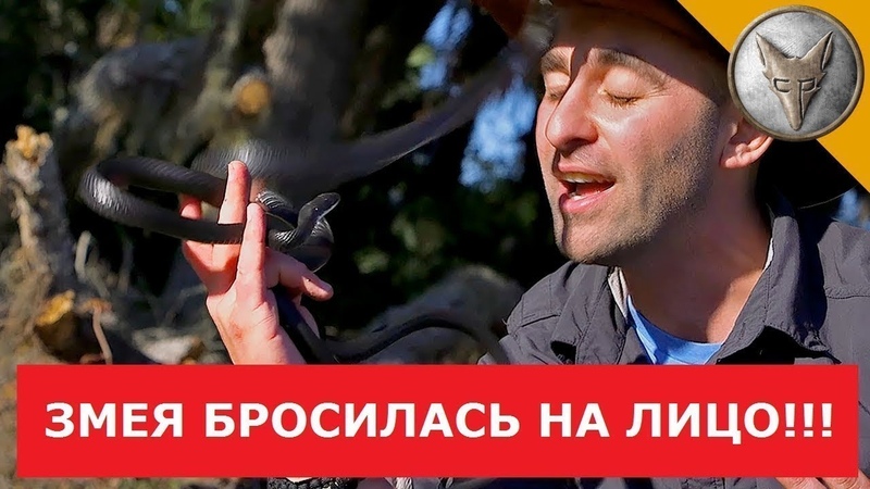 Brave Wilderness (Храбрый и дикий) на русском
