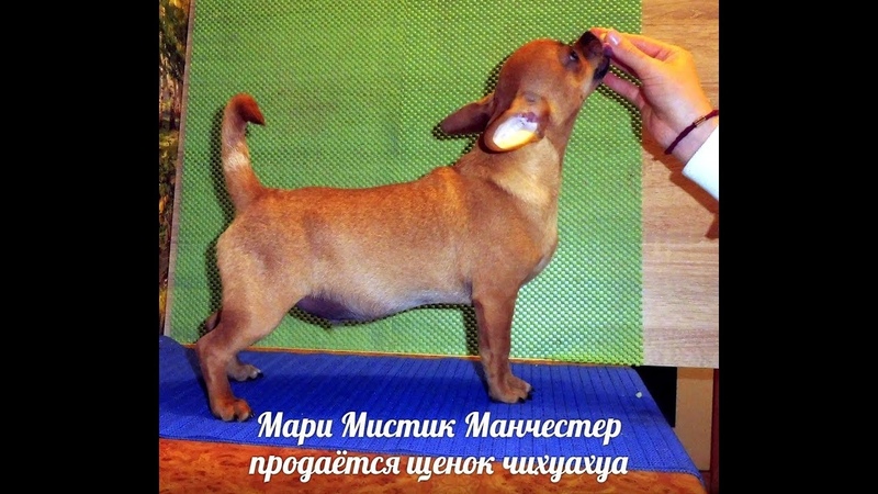 ПРОДАЖА ЧИХУА