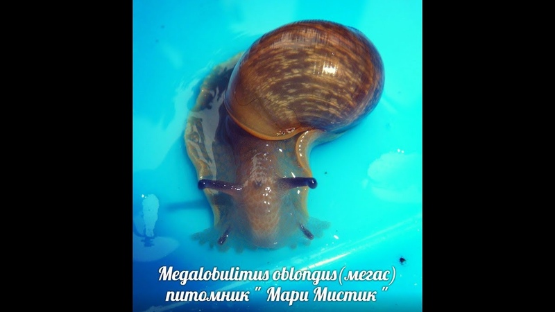 АХАТИНЫ , АРХАХАТИНЫ и другие улитки