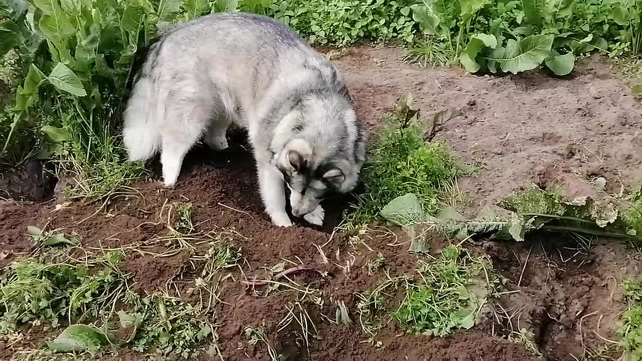 Собаки