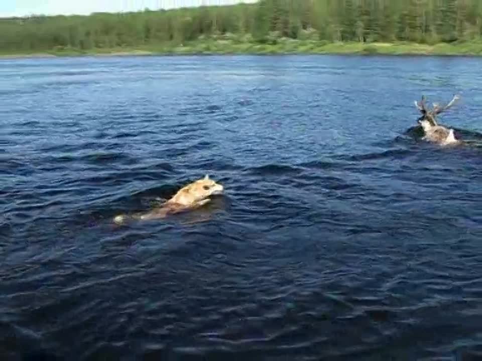 Документальное кино