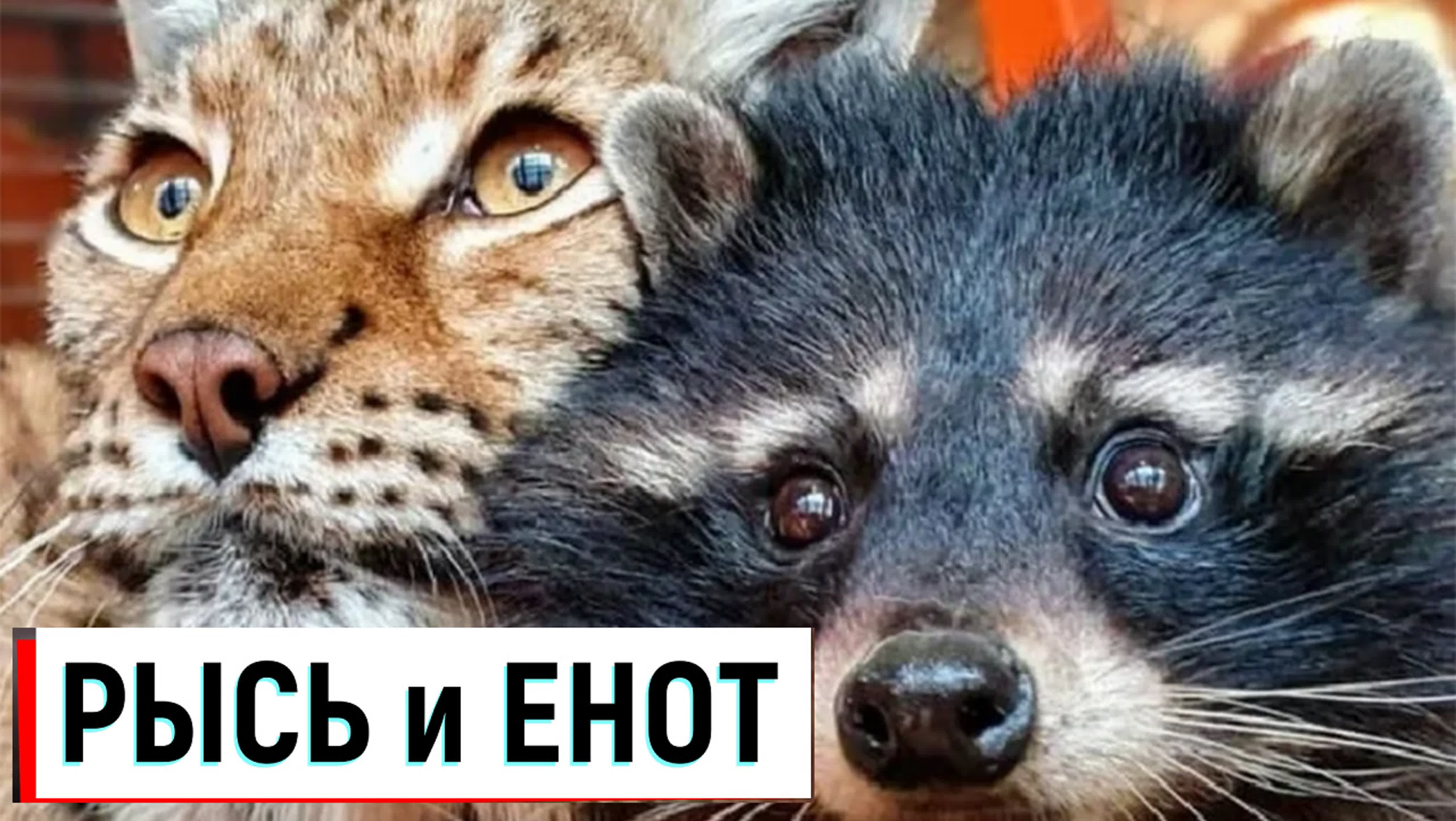 * Юмор *