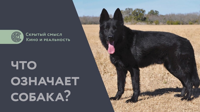 Сталкер (1979). Разбор фильма. Скрытый смысл.