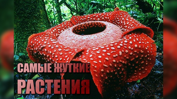 10 САМЫХ ЖУТКИХ РАСТЕНИЙ