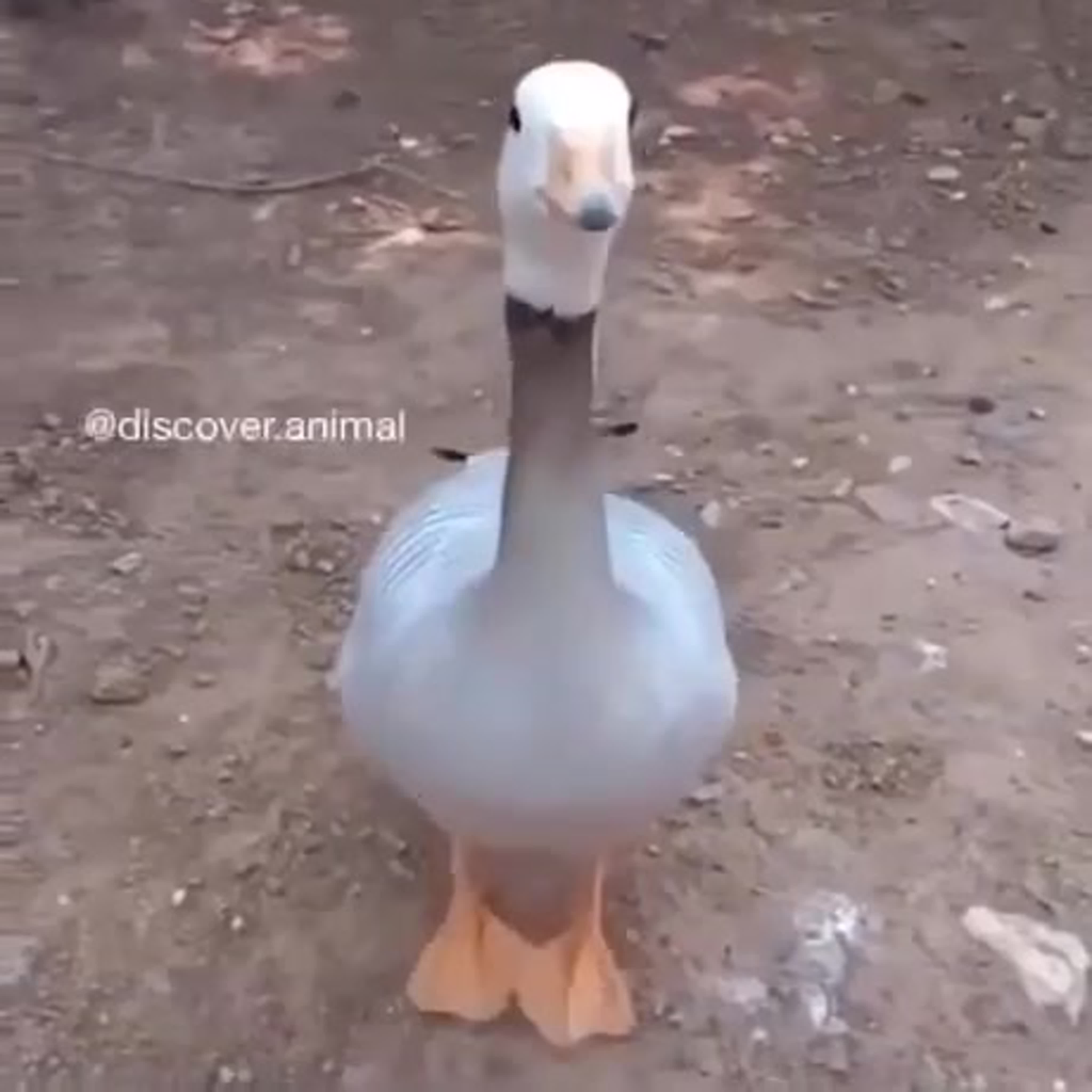 ВЕСЁЛОЕ ВИДЕО