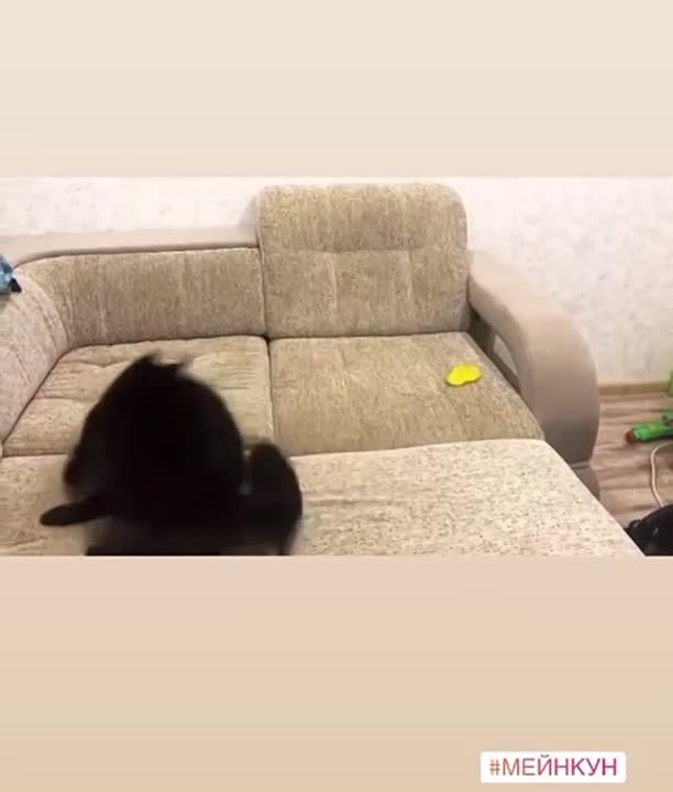 Конкурс "Ловкость кошки, грация картошки"