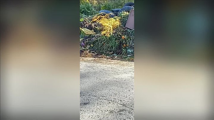 мои видео
