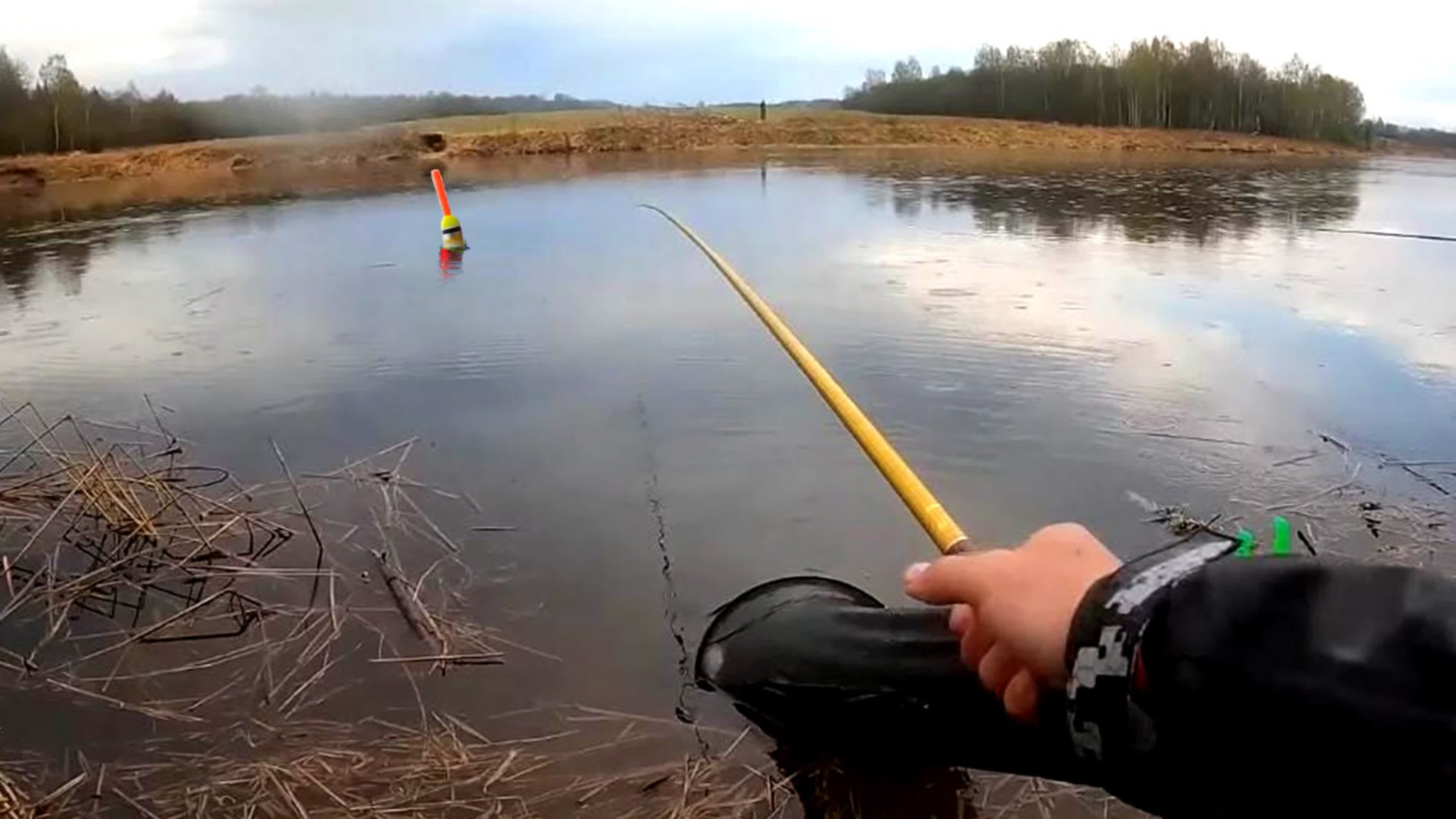 Рыбы
