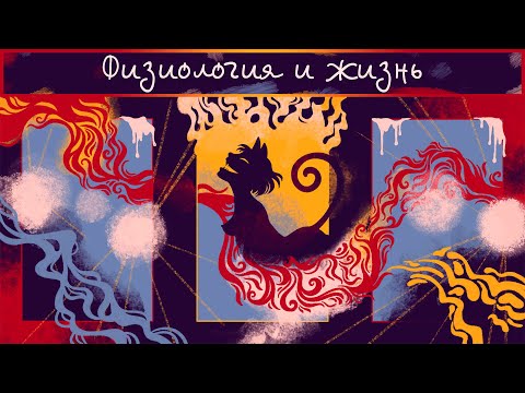 Видеоблог