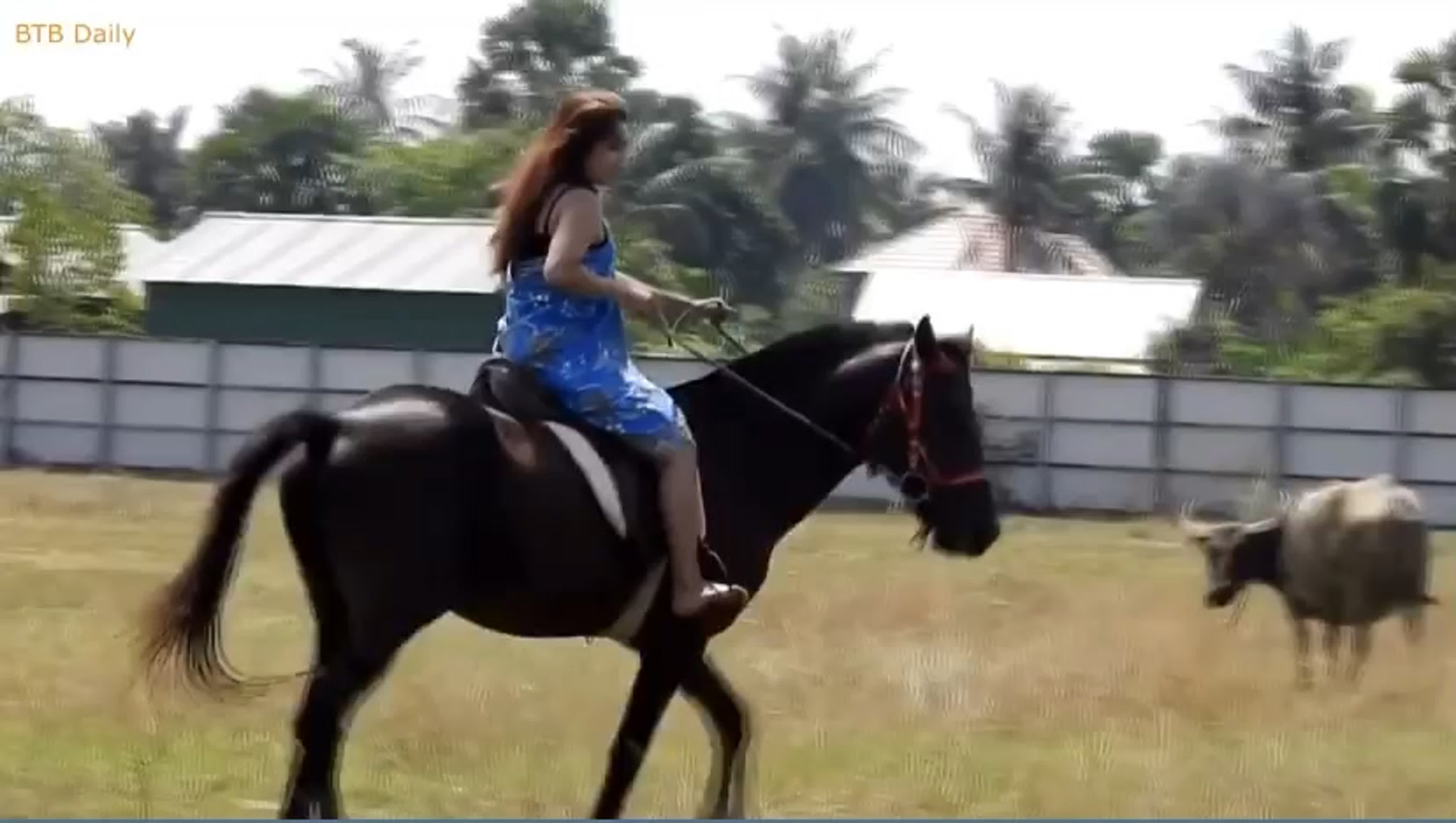 Horse