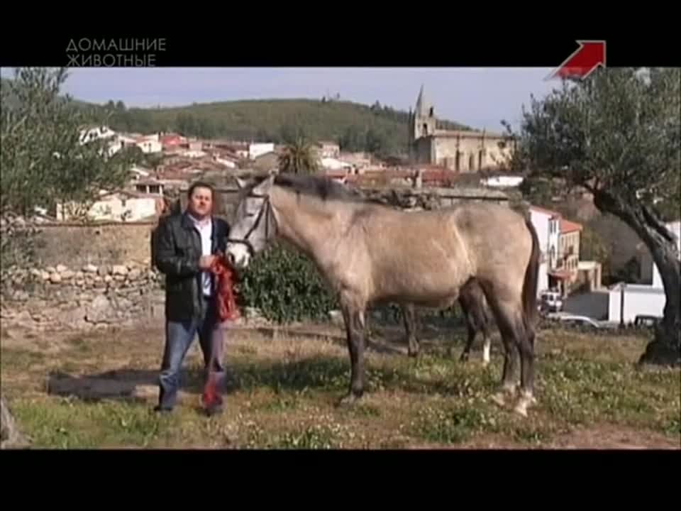 Лошади/ A caballo