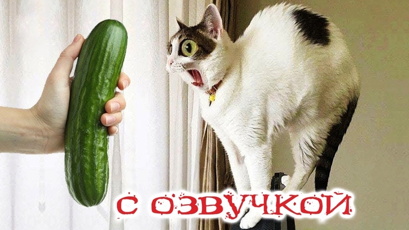 ЗАБАВНЫЕ  ЖИВОТНЫЕ