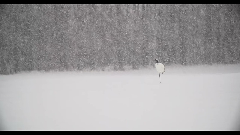 природа, животные