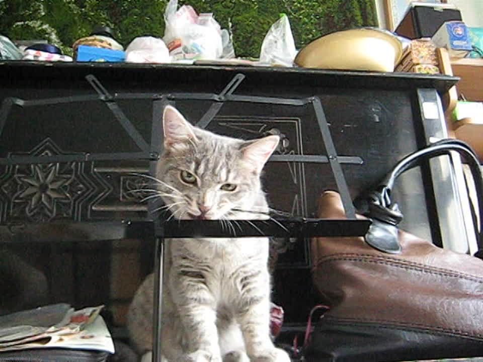 Мои котики - Бася и Тиша.