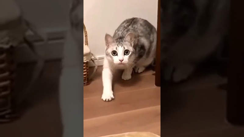 Смешное