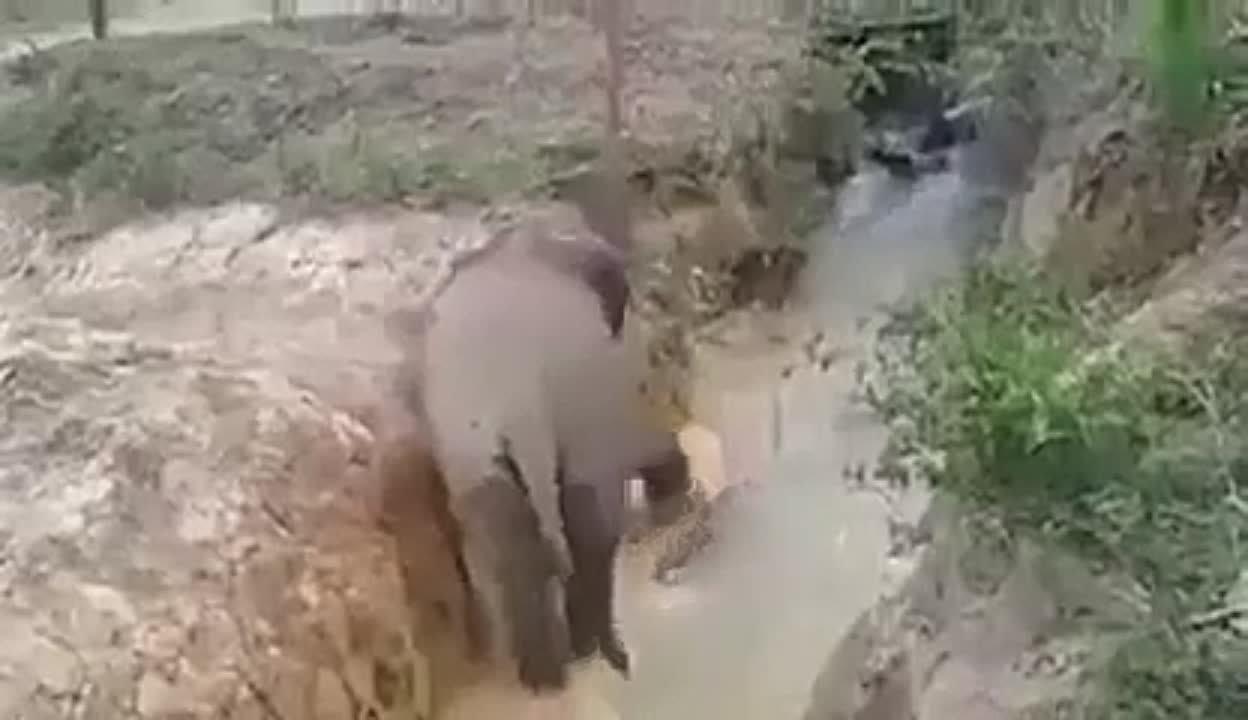травоядные животные