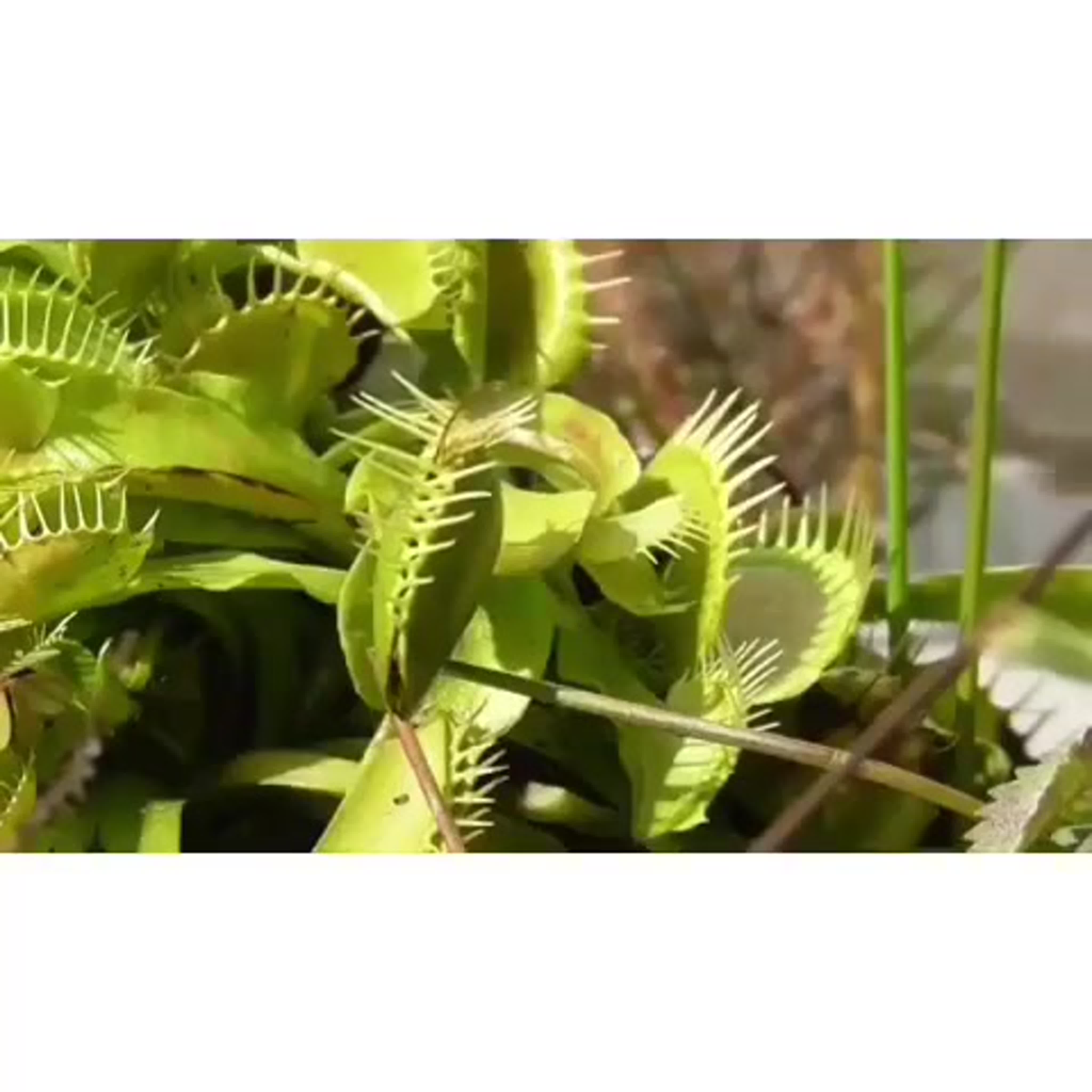 насекомые  и другая мелочь