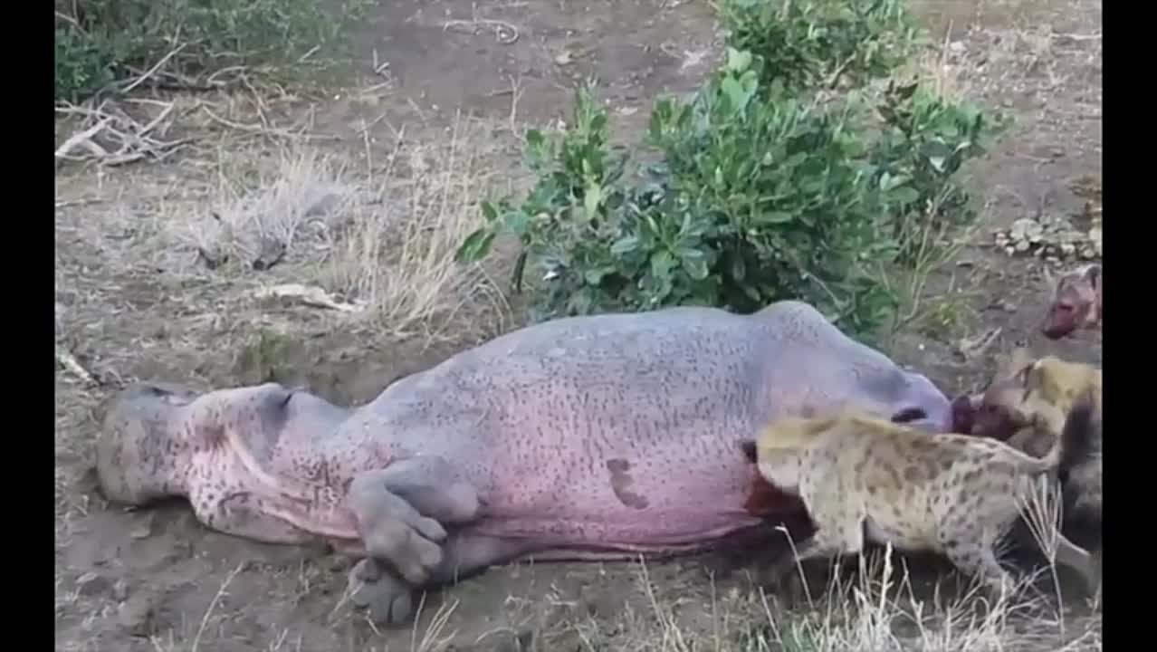Хищные животные