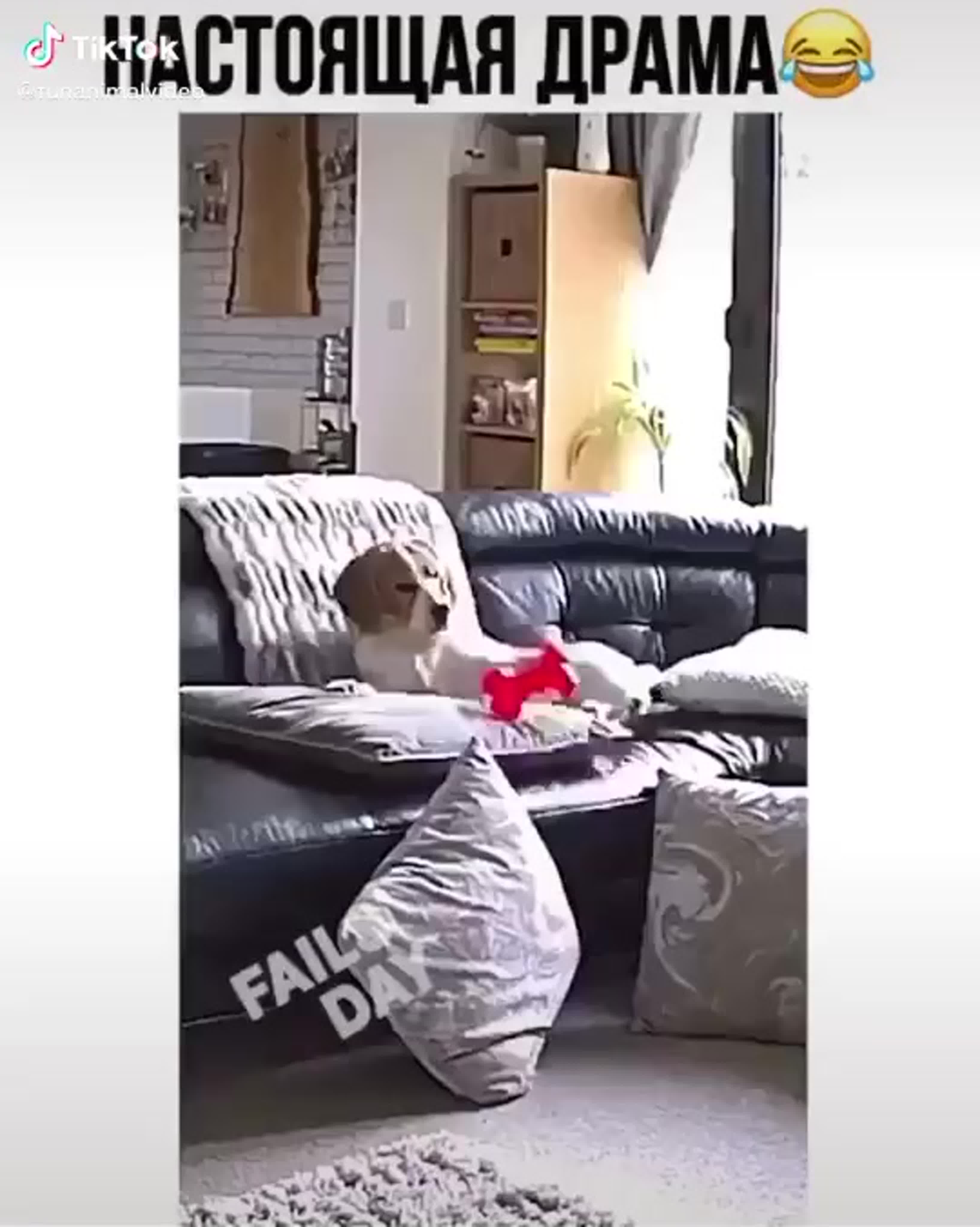 Самые смешные видео