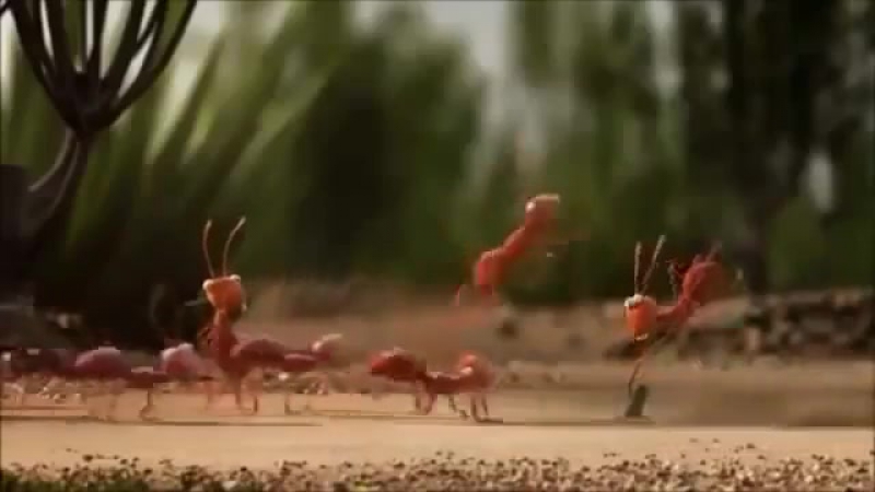 юмор (приколы)