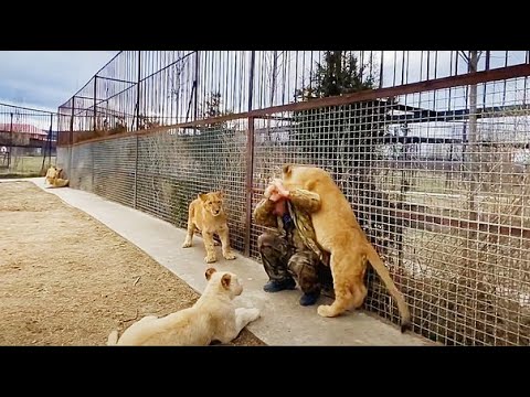 Львы НАЧИНАЮТ ДИЧАТЬ, если к ним не заходить! The lions GO WILD if you don't go to them !