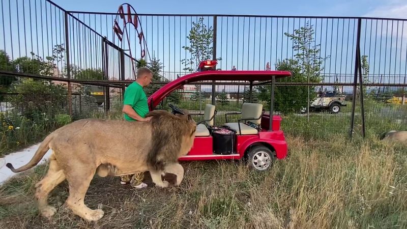 Я прогоняю вожака львов чтобы молодые львы поели мяса ! Russian Lion man !